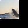Great White Shark beim Jagen (Simons Town, Südafrika), Fotograf: Matthias Hoffmann mit Nikon D200